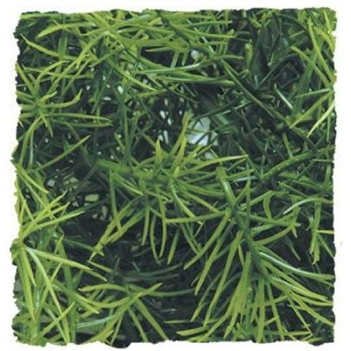 Zoo Med Natural Bush Cahuarina Plant Large, 1 count-Small Pet-Zoo Med-PetPhenom