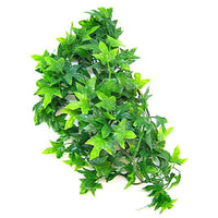 Zoo Med Natural Bush - Congo Ivy Aquarium Plant, Small (8"-10" Tall)-Small Pet-Zoo Med-PetPhenom