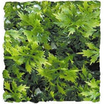 Zoo Med Natural Bushy Asutralian Maple , 1 count-Small Pet-Zoo Med-PetPhenom