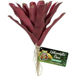 Zoo Med Naturalistic Flora Fireball Bromeliad, 1 count-Small Pet-Zoo Med-PetPhenom
