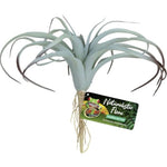Zoo Med Naturalistic Flora Tillandsia Air Plant, 1 count-Small Pet-Zoo Med-PetPhenom